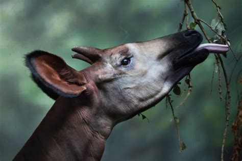 21 Okapi Facts - Fact Animal