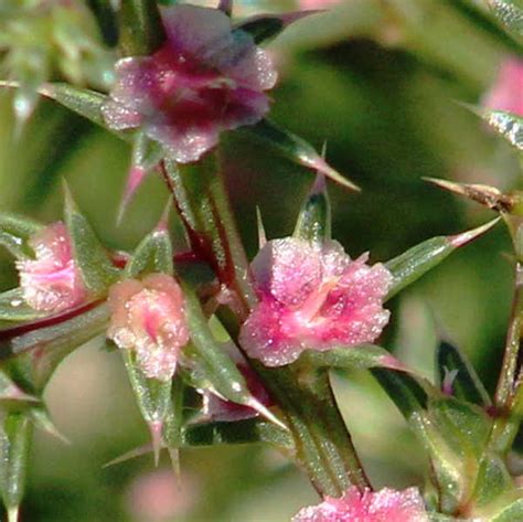 Tumbleweed-An Iconic Immigrant - GJM Nature Media