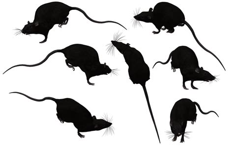 Brown rat Mouse Black rat Clip art - Rat Silhouette png download - 1024*645 - Free Transparent ...