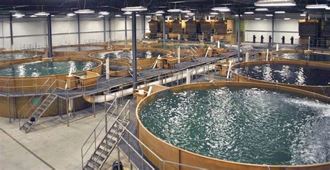 Indiana fish farm will grow genetically engineered AquAdvantage salmon in 2018 - Genetic ...