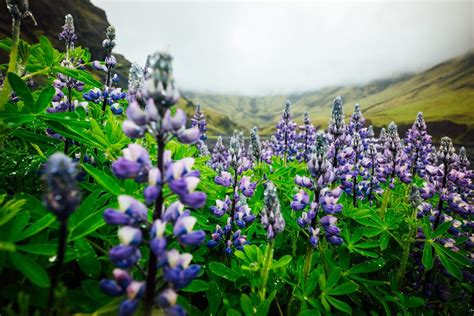 What You Need to Know About Lupine Flowers in Iceland