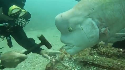 Viral News | 'Asian Sheepshead Wrasse' Fish With Forehead and Scuba Diver Hiroyuki Arakawa Video ...