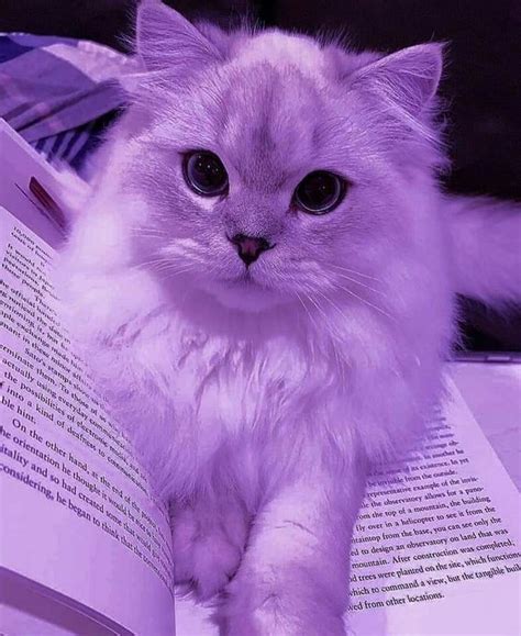 cute purple cat with book lover | Fotos de animais fofos, Fotos de gatinhos, Fotos de animais