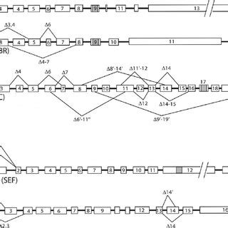 IL-17 receptor family genomic structure: a schematic representation of ...