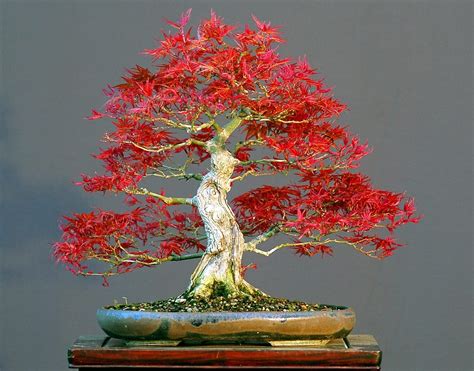 CZ Grain 50 Japanese Red Maple Bonsai Tree Plant Seeds - Walmart.com