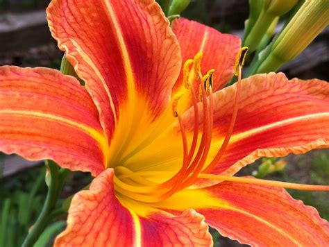 Growing Daylilies for a Low-Maintenance Garden | Dengarden