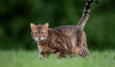 Bengal Cat Weight By Age – Full Guide - My British Shorthair Cat - Adoption And Cat Guides