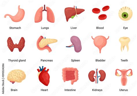 Internal organs of human body, anatomy and medicine Stock Vector ...