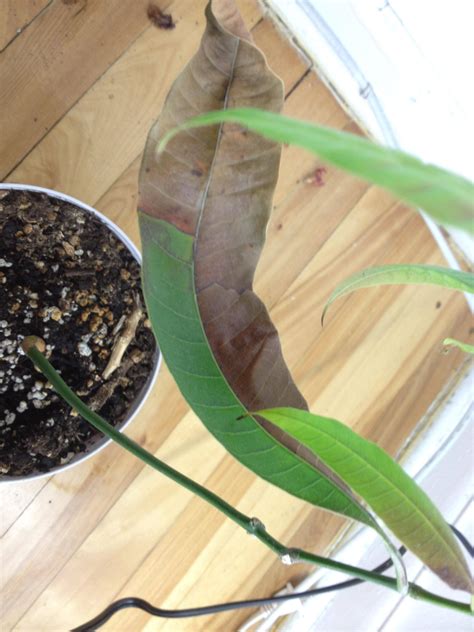 diagnosis - Why are the leaves on my mango tree turning brown and drying out? - Gardening ...