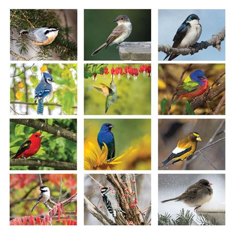 Backyard Birds Calendars | ValueCalendars.com