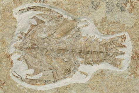 3.6" Fossil Decapod Crustacean (Eryon) - Solnhofen Limestone (#227331 ...