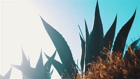 Maguey Plant Stock Video Footage - 4K and HD Video Clips | Shutterstock