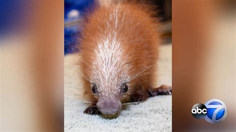 Baby prehensile-tailed porcupine, first of its kind, born at Brookfield Zoo in Illinois - ABC7 ...