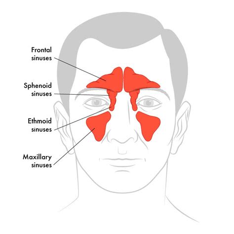 Understanding Your Nasal Passages | ADVENT Knows