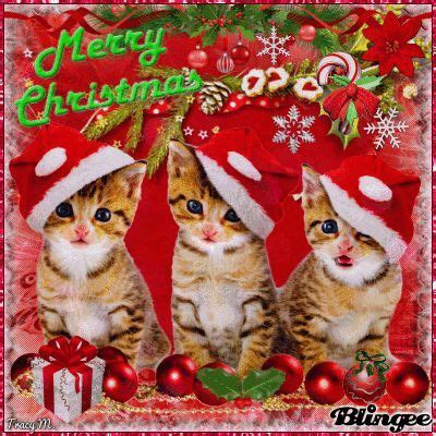 Christmas Kittens Pictures, Photos, and Images for Facebook, Tumblr ...