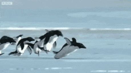 Flying penguins | Penguins, Penguins funny, Cute penguins