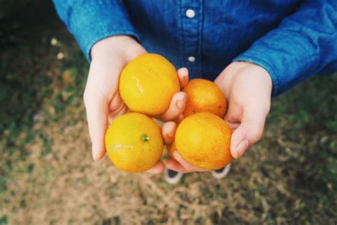 Jeju Tangerine Picking Guide: Jeju Island, South Korea - Television of ...