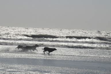 Sapelo Island Beaches - Sapelo Island Birdhouses 912-223-6515 annitast@me.com