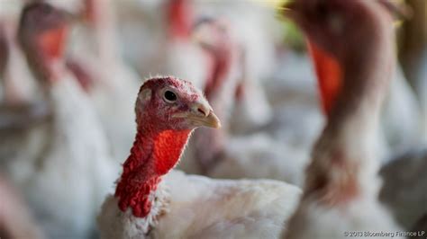 USDA orders up 100M avian flu vaccine doses from Ceva Animal Health ...