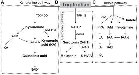 Serotonin Metabolism