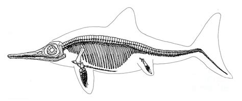 Ichthyosaur Skeleton, Mesozoic Reptile Photograph by Science Source - Pixels