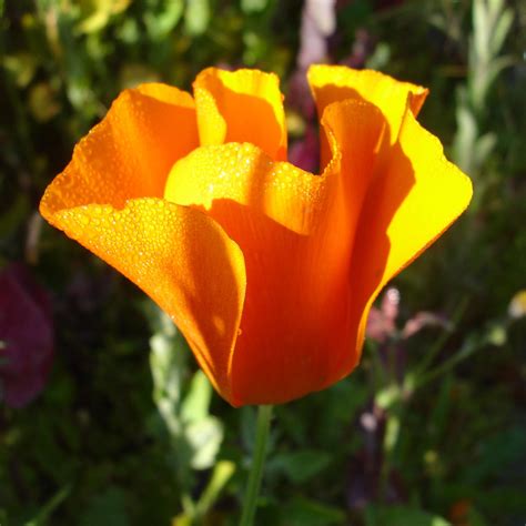 California Poppy - Potager Garden