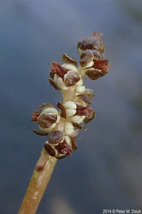 Potamogeton crispus (Curly Pondweed): Minnesota Wildflowers