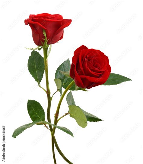 two beautiful red rose flowers isolated on white background Stock Photo | Adobe Stock