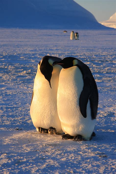 Emperor Penguin Mating