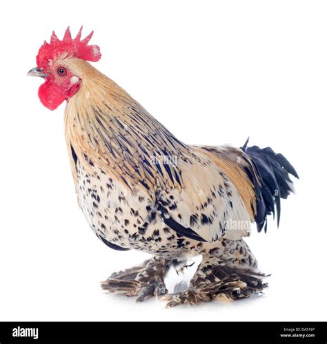 A small bantam rooster on a white background Stock Photo - Alamy