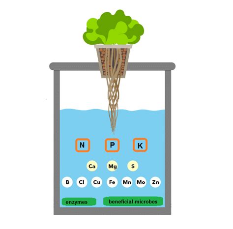 How to Make a Hydroponic Nutrient Solution at Home?