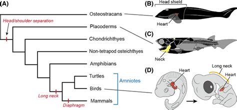 Evolution of the vertebrate neck. (A) Phylogenetic tree of... | Download Scientific Diagram