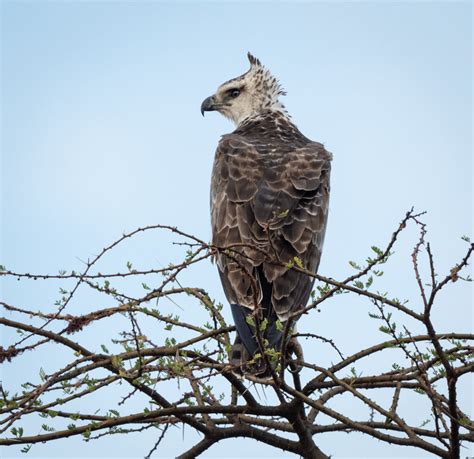 Martial Eagle | Wildlife Photography | Bird Watching