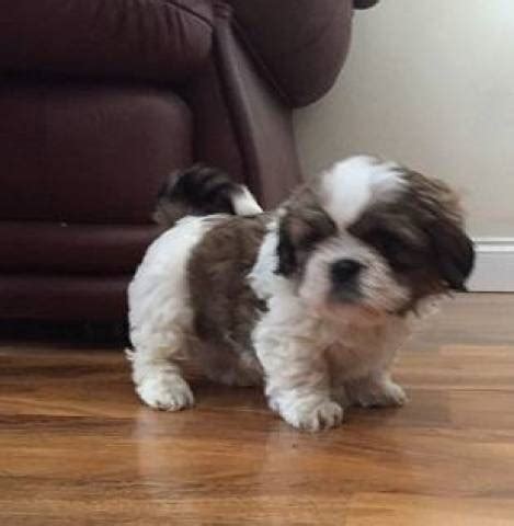 Adorable Shih Tzu puppies for adoption/FREE - Chicago - Animal, Pet