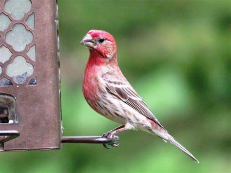 Common Types of Backyard Birds in the Northeast - Owlcation - Education