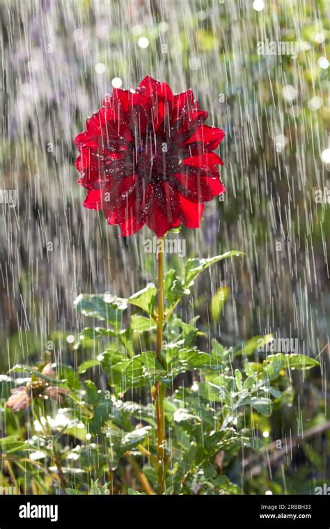 watering flower/ sun shower Stock Photo - Alamy