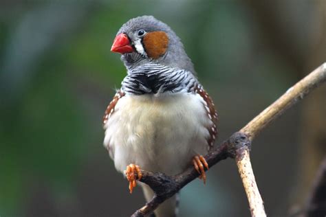 24 Interesting And Weird Facts About Finches - Tons Of Facts