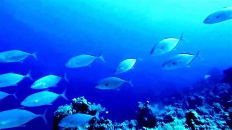 Twilight Zone - sharks and more at Ras Mohammed with PURE DIVING - YouTube