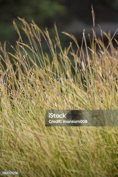 Bunga Rumput Jarum Di Taman Alam Foto Stok - Unduh Gambar Sekarang - Alam, Bulu - Material ...