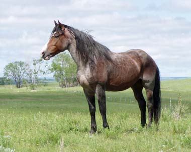 Nokota Horse State Honorary Equine | State Symbols USA