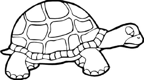 Sea Turtle Line Drawing at GetDrawings | Free download