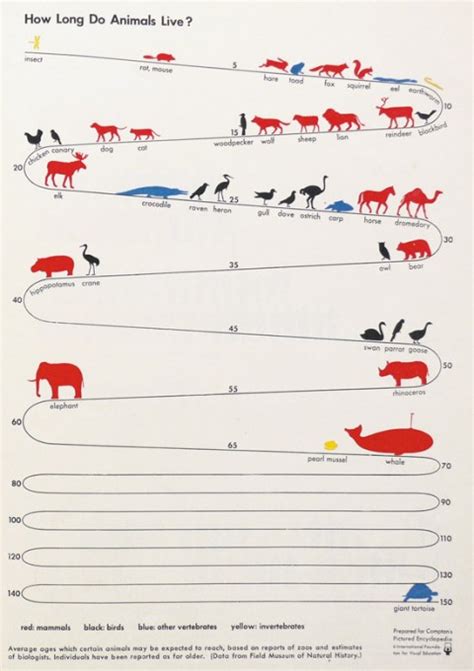 swissmiss | How Long Do Animals Live?