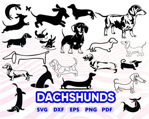 Dachshund clipart svg, Dachshund svg Transparent FREE for download on WebStockReview 2024