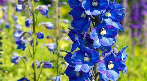 29 Different Delphinium Varieties You Can Plant This Season