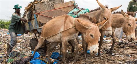 SPANA | International Working Animal Day