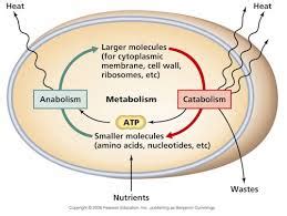 Microbial Metabolism - Assignment Point