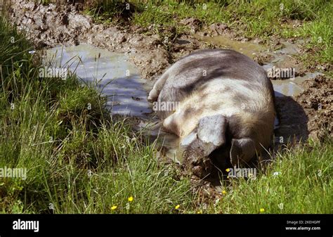 Domestic pig taking a mud bath Stock Photo - Alamy