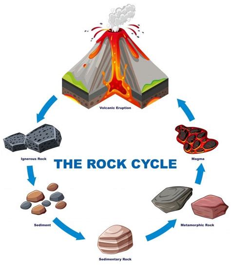 Free Vector | Diagram showing rock cycle | Rock cycle, Rock cycle project, Rock cycle for kids