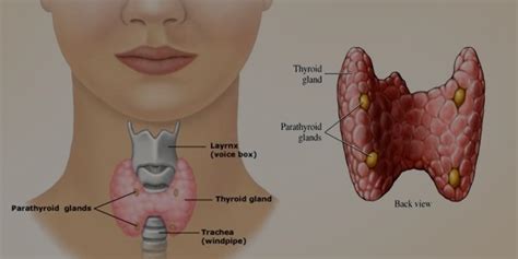 Kelenjar Tiroid – Materi.Co.ID