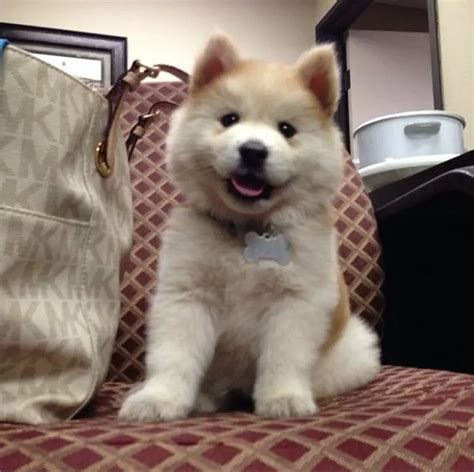 15 Chow Chows Mixed With Husky - The Paws